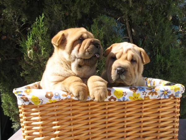 Lindos Cachorros Shar Pei 350 euros