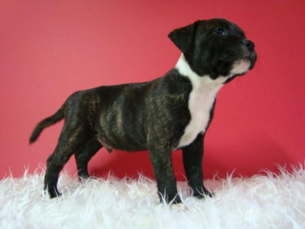 Staffordshire Bull Terrier Ingles machos & hembras