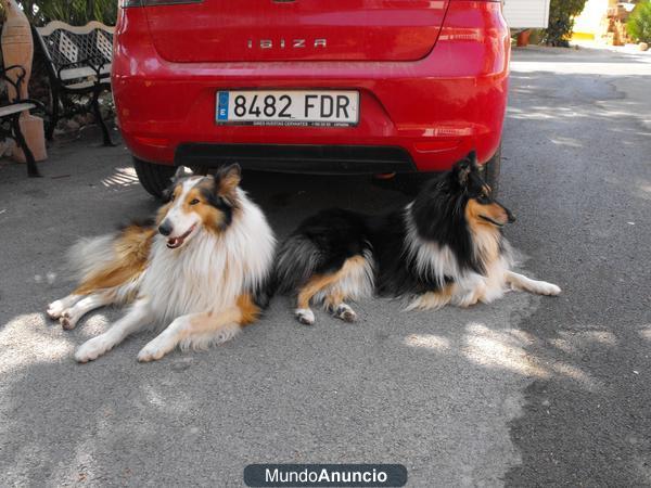 Magníficos cachorros de Rough Collie