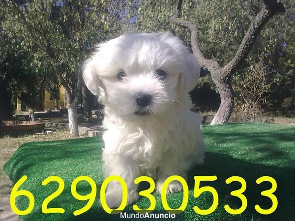 Bichon Maltes mini, pedigree y  calidad por 280€