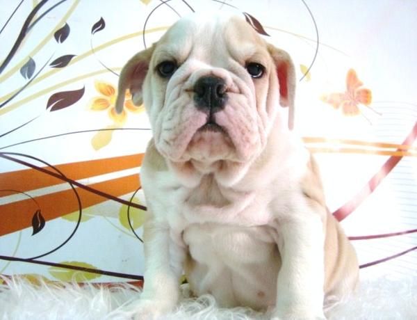 BULLDOG INGLES CON PEDIGREE