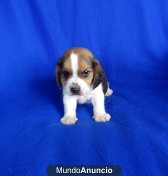 Cachorros beagle para la venta