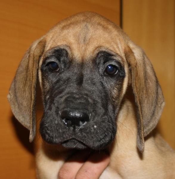 Cachorros de dogo aleman