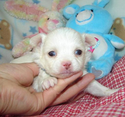 Chihuahua cachorros de pura raza son ahora para la adoption