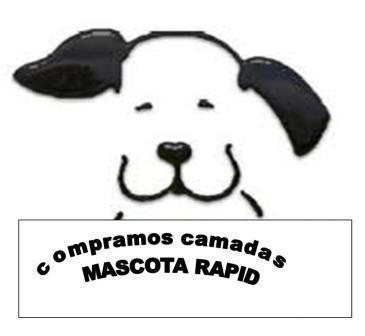 Compro camada de bichon maltes, yorkshire , caniche  y pago contado