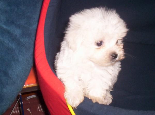 increibles bichon maltes toy