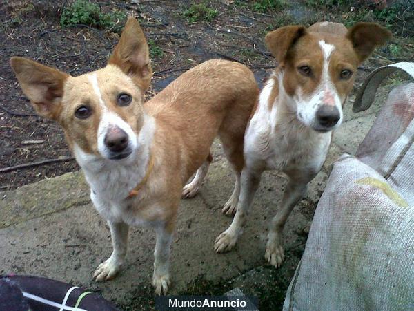 PAREJITA DE PODENCOS MACHO Y HEMBRA