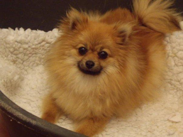 pomerania de lulu