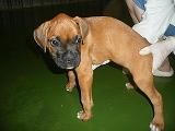 vendo camada de boxer