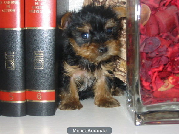 Yorkshire terrier,standar y toys,pedigree.