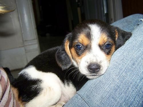 BEAGLE cachorritos