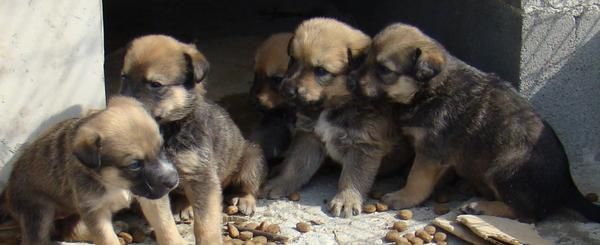 CACHORRITOS DE PASTOR ALEMAN