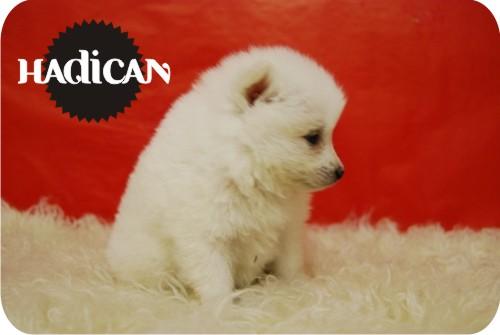 Cachorritos de Pomerania en color blanco.