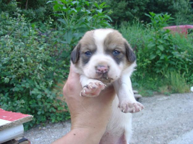 Cachorritos distintos tamaños buscan familia