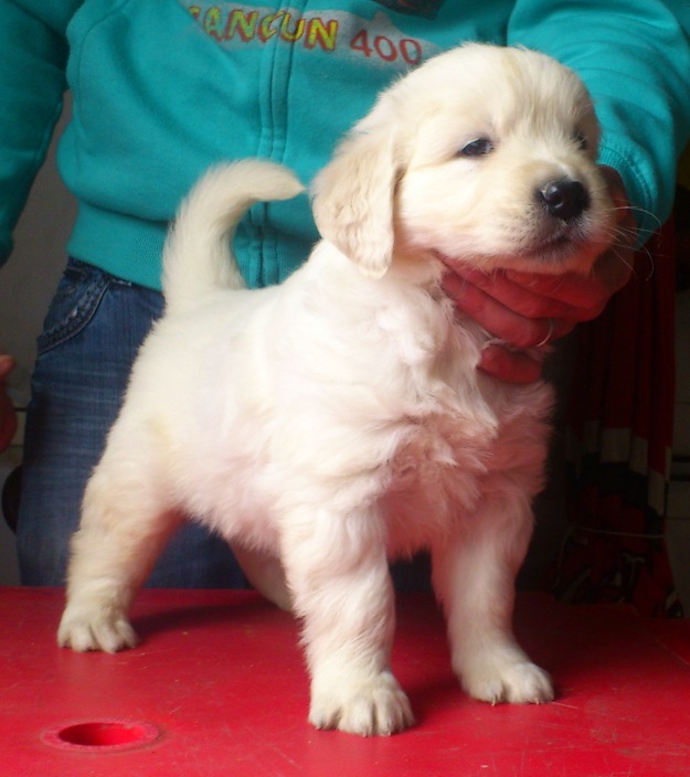 cachorros golden retriever