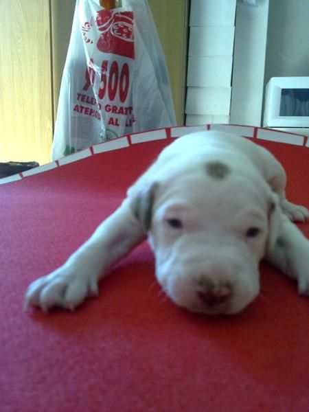 cachorros pitbull americano con pitbull rednoise