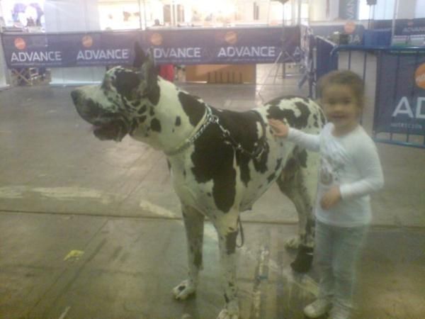 DOGO O GRAN DANES VENTA CACHORROS