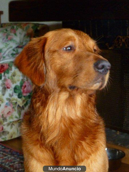 Golden Retriever(linea americana) para monta