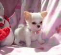 Lovely Chihuahua para la Adopción]