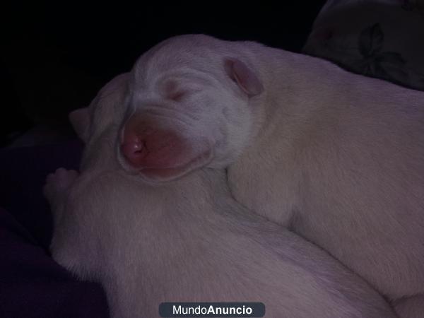 Vendo cachorros cruce podendo campanero y dogo argentino