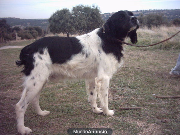 vendo cachorros de setter ingles los padres escelentes cazadores