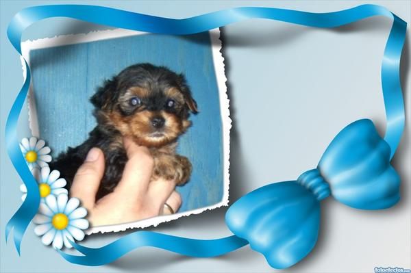 yorkshire terrier macho con pedigri loe