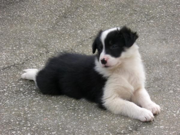 BORDER COLLIE