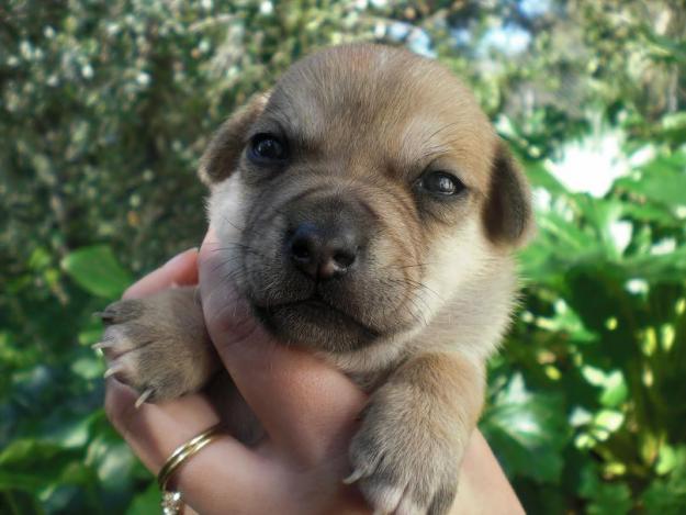 Cachorro cruce Jack Russell y Chihuahua