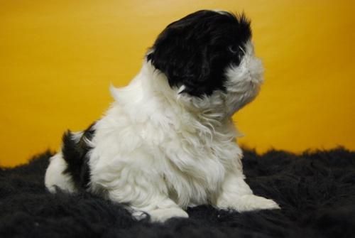 CAMADITA DE SHIH TZU, ALTA CALIDAD CON GARANTIAS