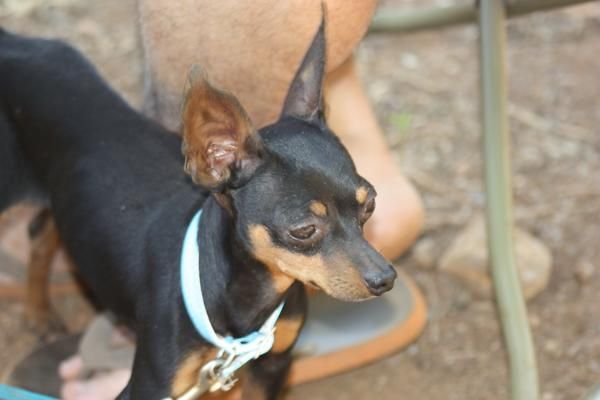 dmini pinscher a 200