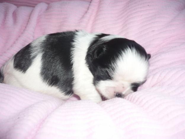 excelente camada de shih tzu