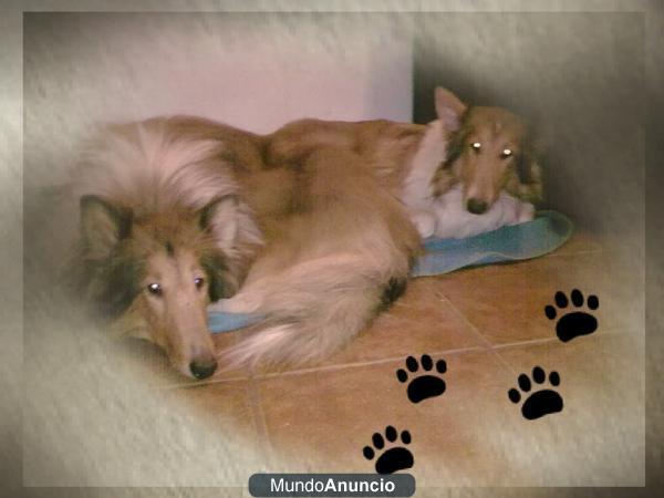 Se venden Rough Collie