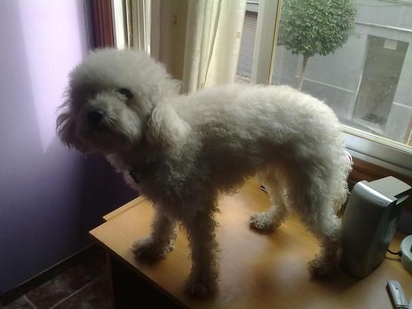 vendo caniche hembra en badalona