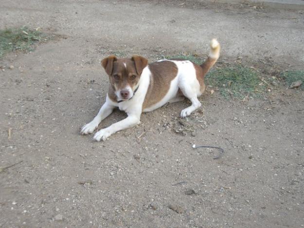 adopcion perro