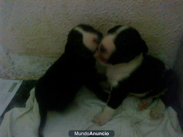 bull terrier