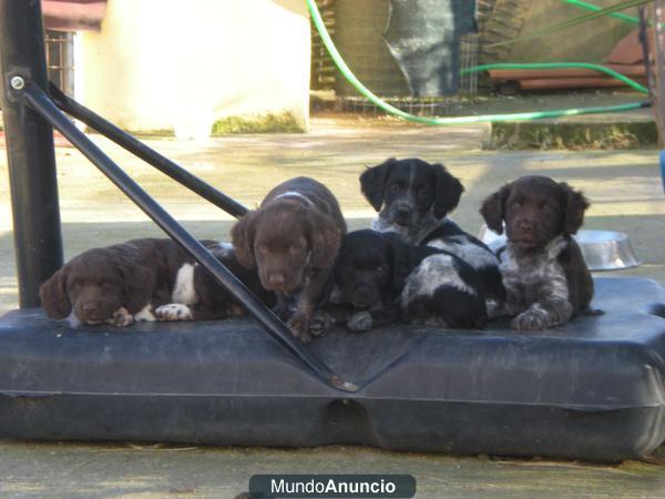 cachorro Breton