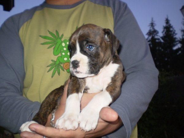 camada de BOXER, alta calidad, con garantias por escrito