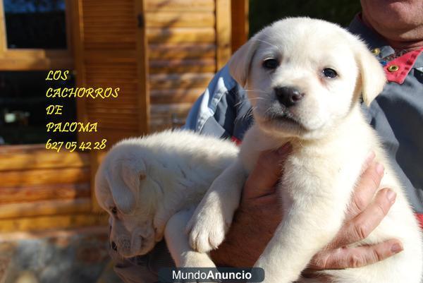 CRIADORES NACIONALES DE LABRADOR DORADOS Y NEGROS CON PEDIGREE LOE Y GARANTIAS 360 E! 627 05 42 28