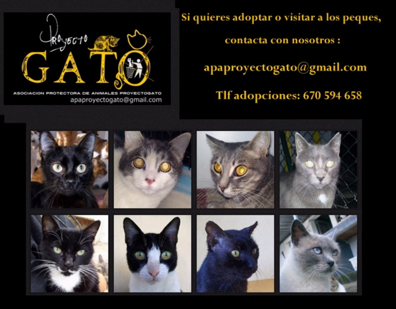 Proyecto Gato - Adopta un gato, salvas vidas!!