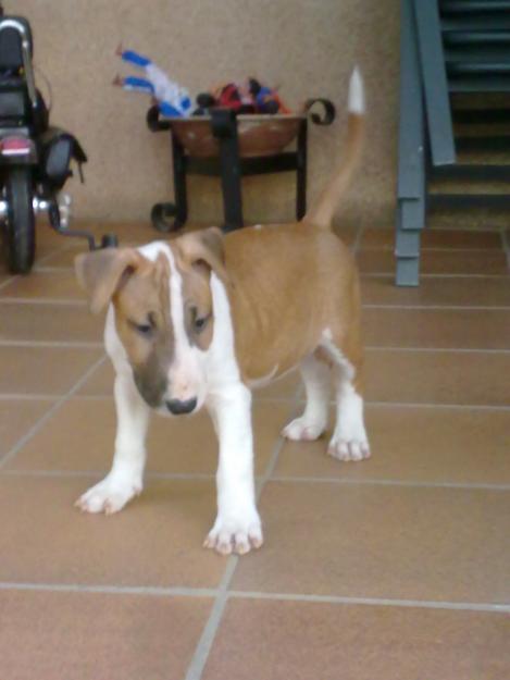 se venden cachorros de bull terrier con excelente pedigree