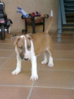 se venden cachorros de bull terrier con excelente pedigree - mejor precio | unprecio.es