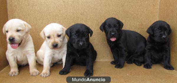 Magníficos cachorros de Labrador de pura raza