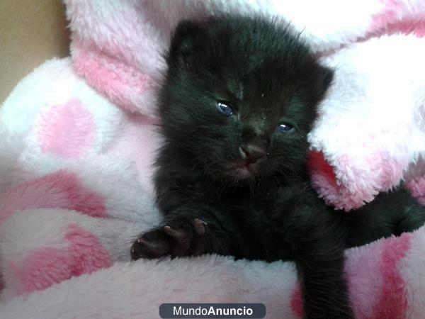 Blak y Berry, dos gatitos urge acogida o adopcion