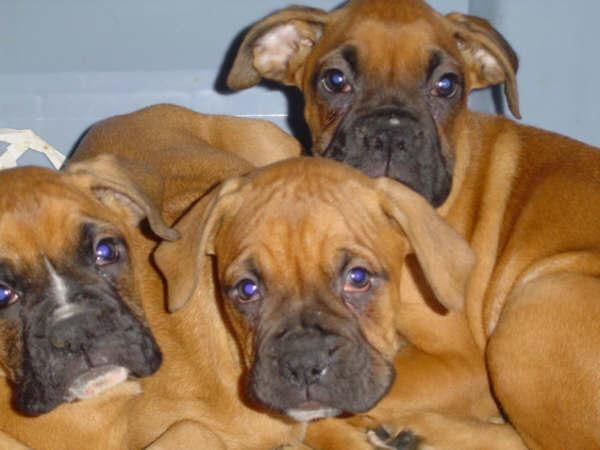 Boxer, adorables cachorros a buen precio - Alicante