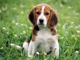 Busco beagle