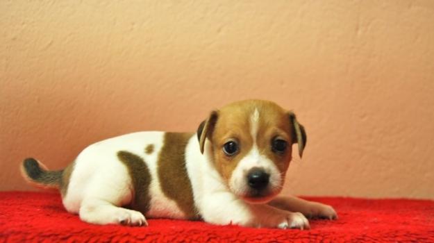 Cachorros de Jack russell terrier, en venta