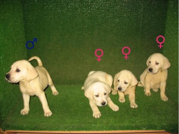 CACHORROS DE LABRADOR DORADOS Y NEGROS 190â¬