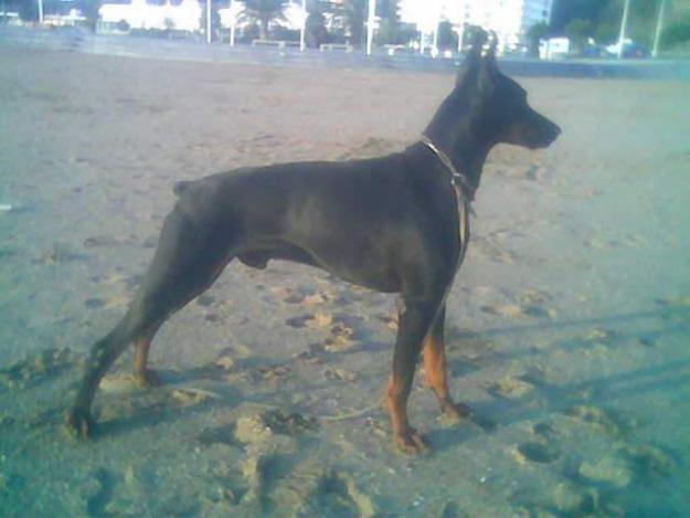 Cachorros Dobermann