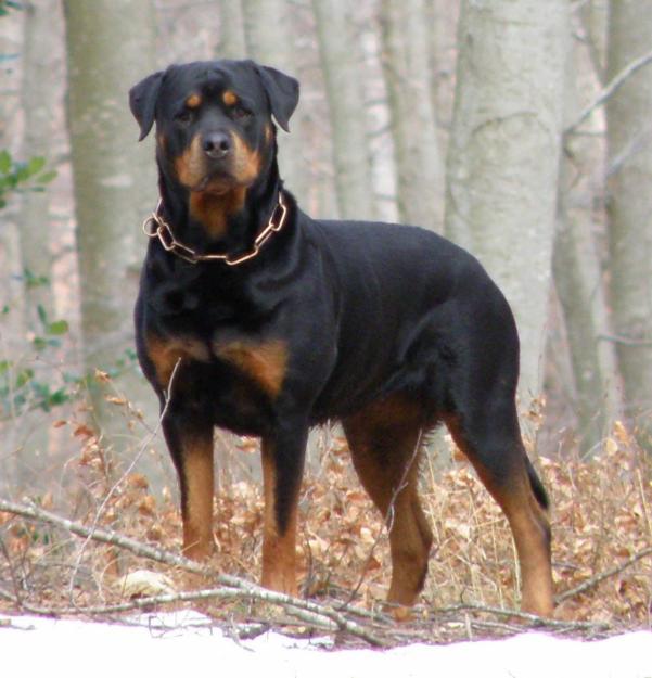 CAMADA ROTTWEILER