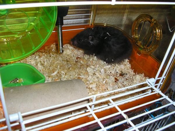 Hamster negro dorado de angora